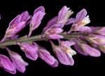 Swamp milkwort